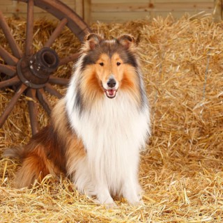 Scottish Sheepdog