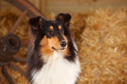 Scottish Sheepdog