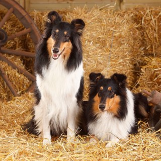 Scottish Sheepdog