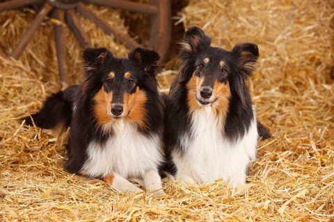 Scottish Sheepdog