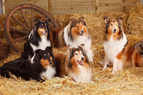 Collies