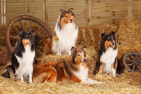 Collies