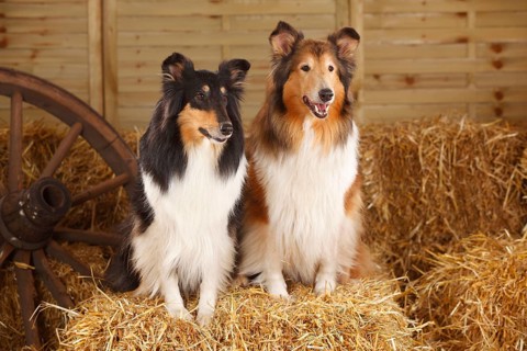 Scottish Sheepdog