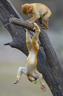 Barbary macaque