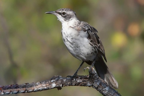 Galapagos mockingbird