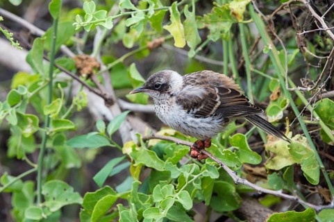 Galapagos mockingbird