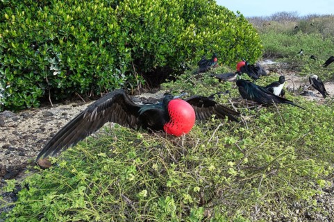 Great frigatebird