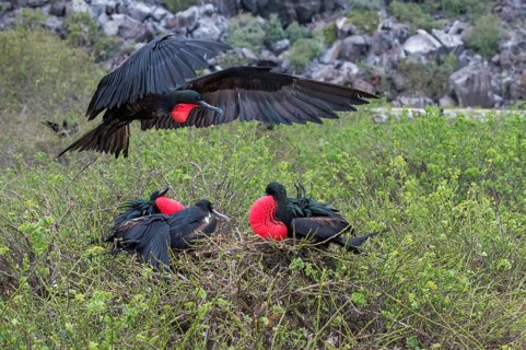 Great great frigatebird