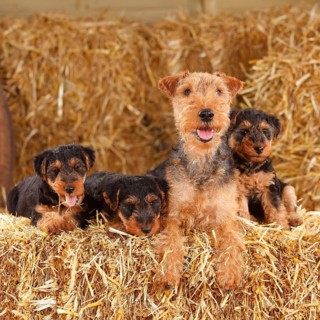 Welsh Terrier