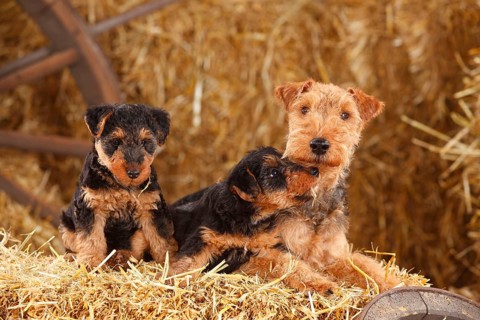 Welsh Terrier