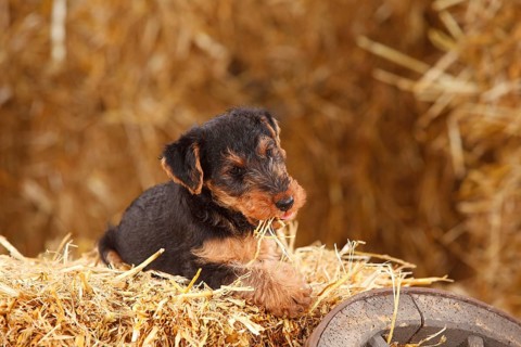 Welsh terrier