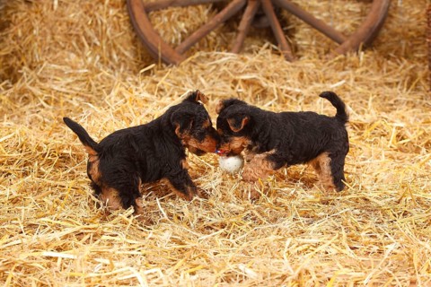 Welsh Terrier