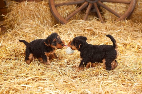Welsh Terrier