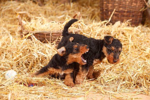 Welsh Terrier