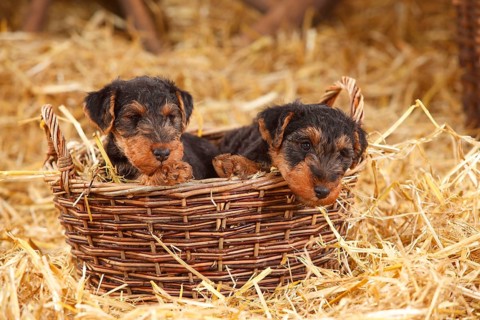 Welsh Terrier