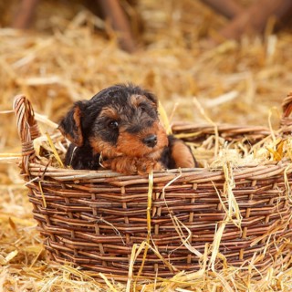 Welsh Terrier