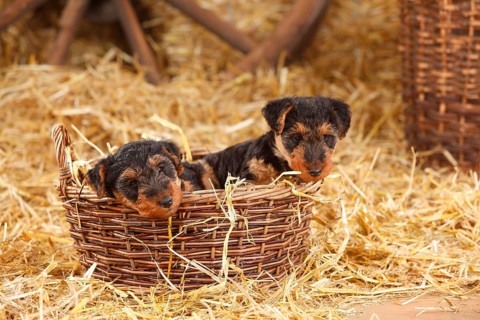 Welsh Terrier