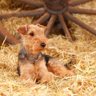 Welsh Terrier
