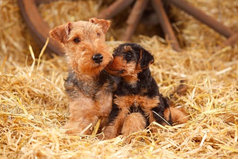 Welsh Terrier