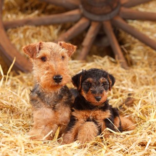 Welsh Terrier