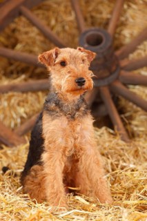 Welsh Terrier