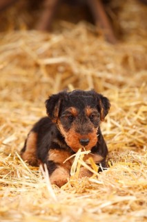 Welsh terrier