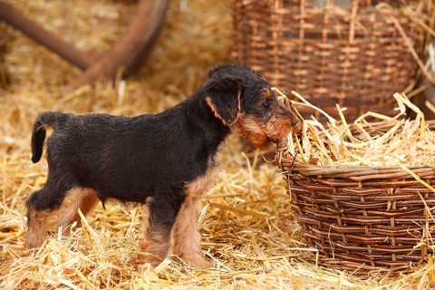 Welsh terrier