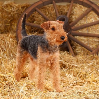 Welsh Terrier