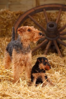 Welsh Terrier