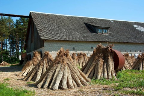 Reed
