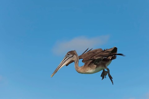 Galapagos Brown Pelican