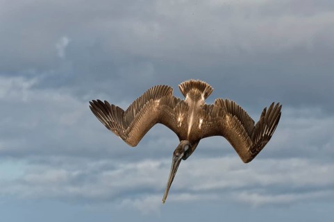 Galapagos Brown Pelican