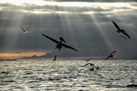 Galapagos Brown Pelicans