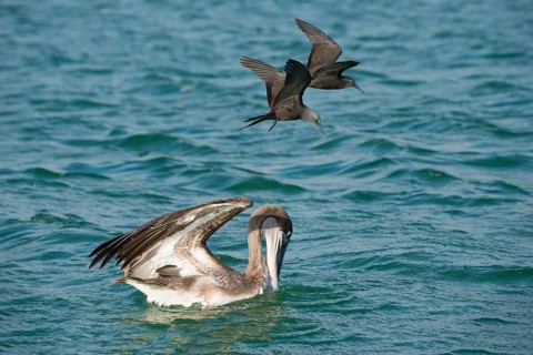 Brown noddy