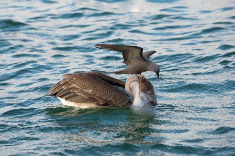 Brown noddy