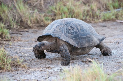 Galapagos giant tortoise