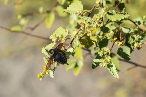 Galapagos carpenter bee