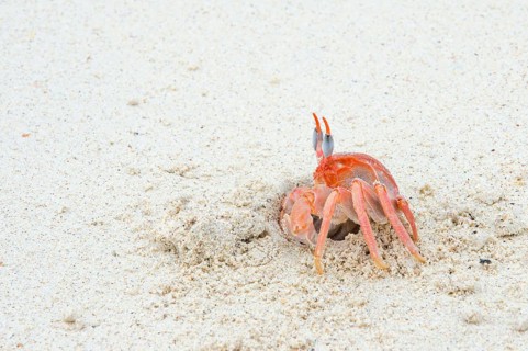 Galapagos ghost crab