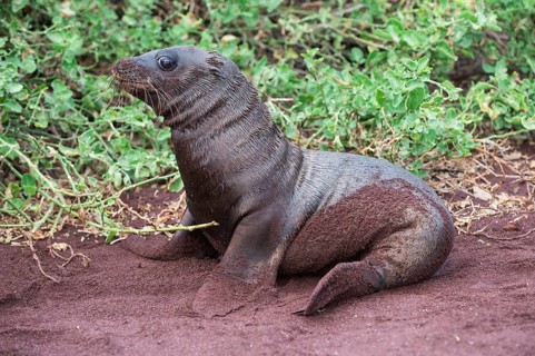 Galapagos sea lion pup