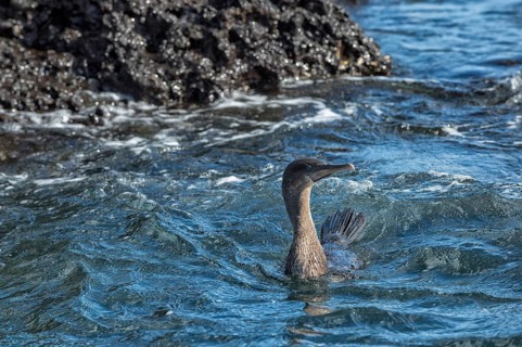 Galapagos Cormorant