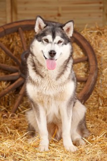 Alaskan Malamute