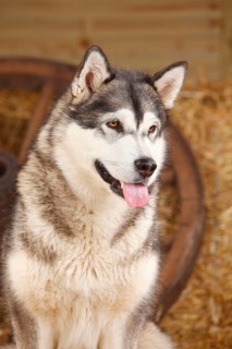 Alaskan Malamute