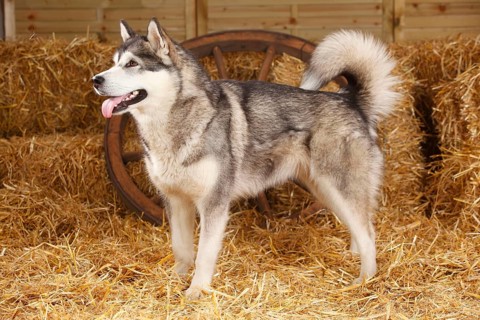 Alaskan Malamute