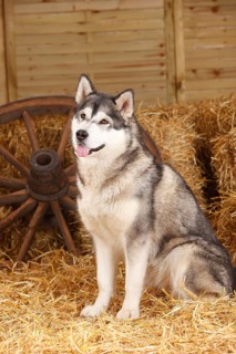Alaskan Malamute
