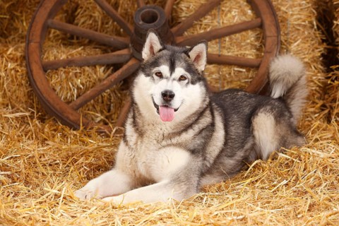 Alaskan Malamute