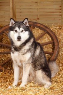 Alaskan Malamute