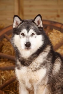 Alaskan Malamute