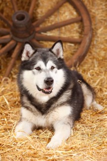 Alaskan Malamute