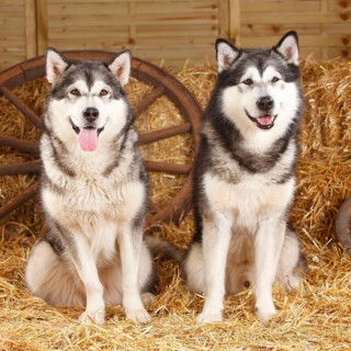 Alaskan Malamutes