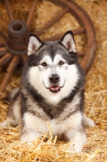Alaskan Malamute